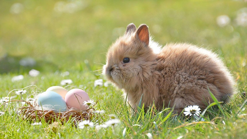 Lapin de Pâques