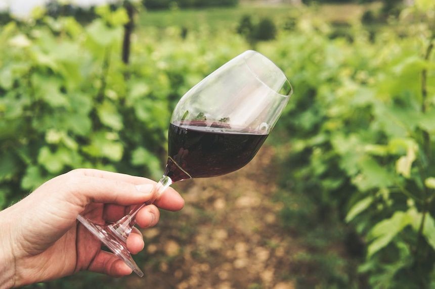 Verre de vin devant des vignes