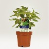 Etiquettes plantes personnalisées
