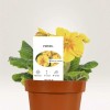 Etiquettes plantes personnalisées